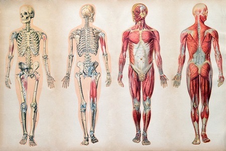 Parkinson’s Challenges: Anatomical and Physiological Points of Focus